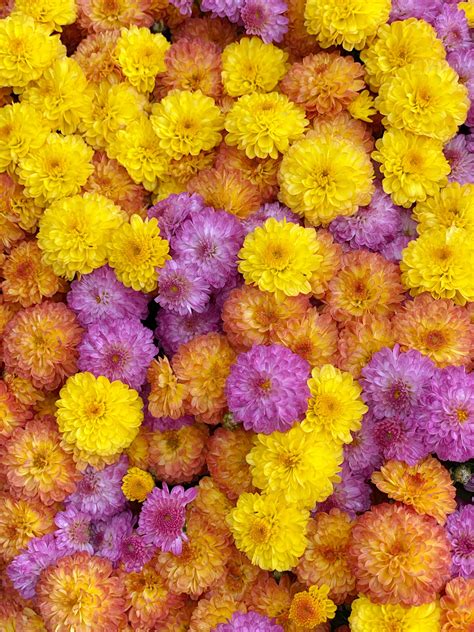 Choose from hundreds of free flower backgrounds. Colorful Flower Background | High-Quality Stock Photos ...