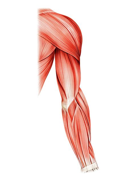 Muscles Of Right Upper Arm Photograph By Asklepios Medical Atlas Fine