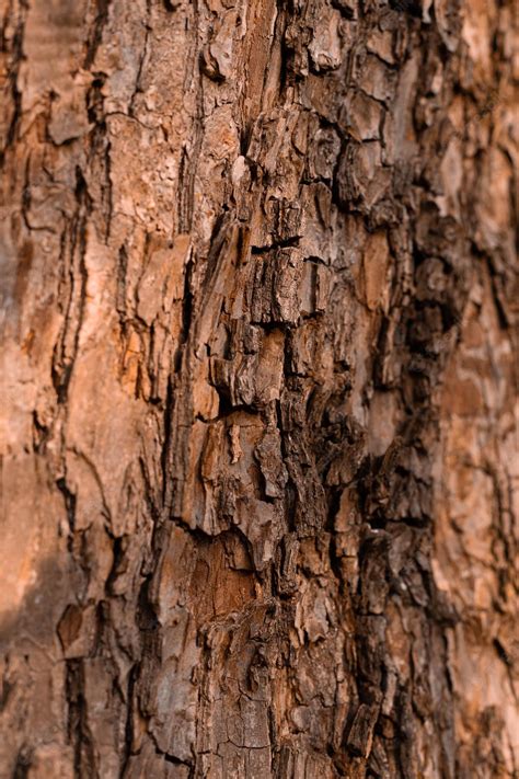 Primer Plano Del Tronco De Un árbol Con Textura De Madera Natural