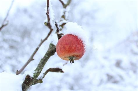 Winter Apple Orchard Michigan Snowfall Stock Image Image Of Nature