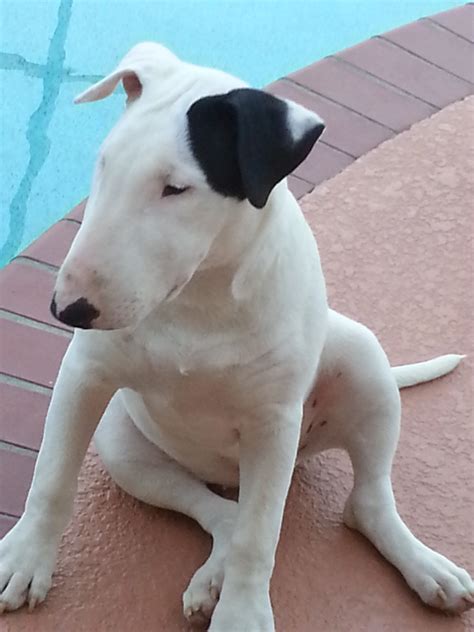 Advise On Ears — Strictly Bull Terriers
