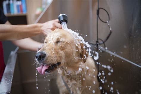 How to Build a DIY Dog Washing Station