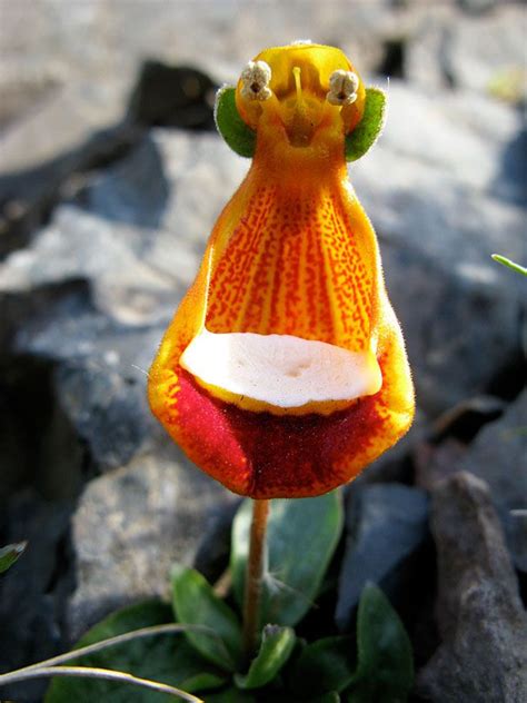 Happy Alien Looks Like A Waiter Ladys Purse Slipper Flower