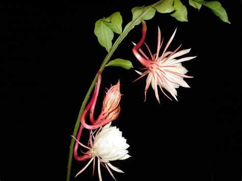 The extraordinary epiphyllum oxypetalum is an orchid cactus that goes by many names such as we make every attempt to educate our customer on how to succeed with our extensive growing. File:Epiphyllum oxypetalum200669888.jpg - Wikimedia Commons