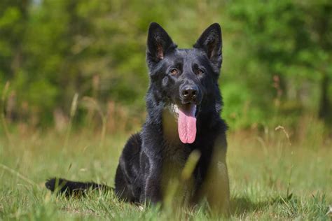 Black German Shepherds 9 Cool Important Facts You Didnt Know