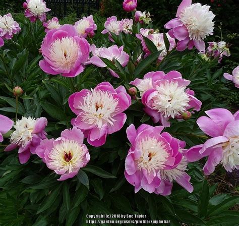 Photo Of The Entire Plant Of Peony Paeonia Lactiflora Bowl Of Beauty