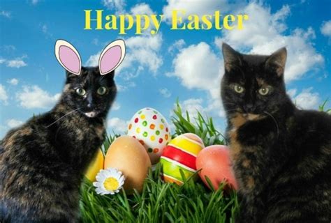 Happy Easter 2016 The Conscious Cat