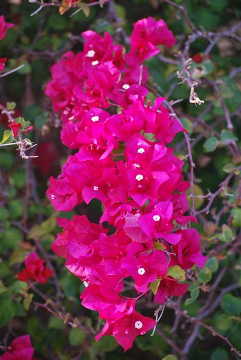 But the island also boasts a number of financial perks for retirees looking for a place to settle down. Puerto Rico Flowers in 2020 | Puerto rico, Puerto rico ...