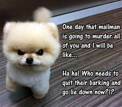 38 Scrappy Memes For Small Dog Lovers Lovely Animals World Cute Dog