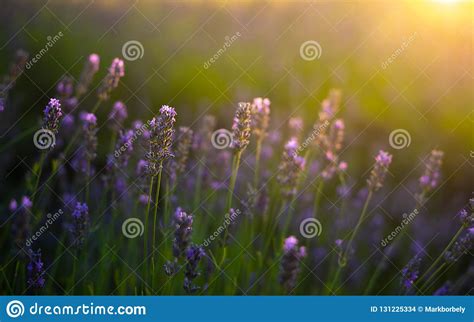 Lavender Field On Sunset Time Field Of Purple Flowers