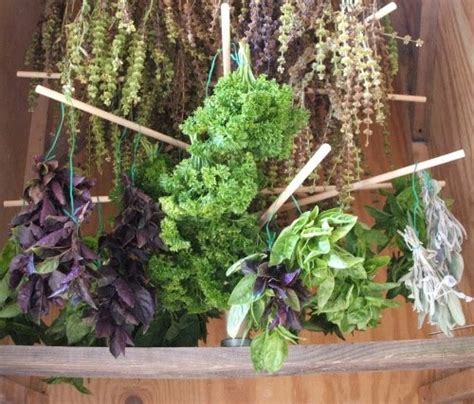 How To Grow Herbs From Seed The Garden Of Eaden