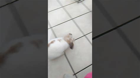 Holland Lop Bunny Playing Fetch Youtube