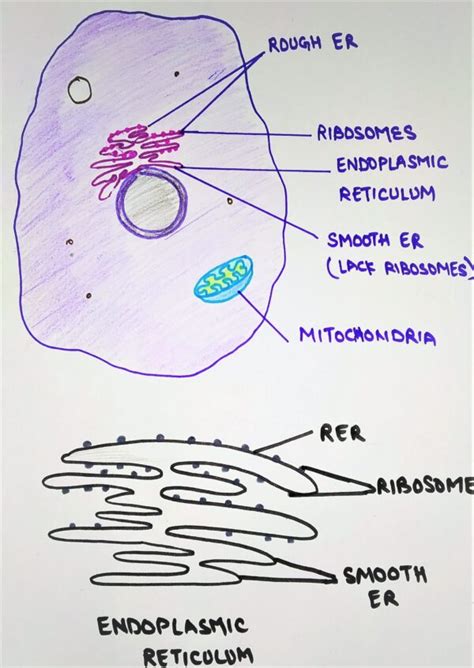 Protists and animal cells do not have a cell wall but plants and fungi do, and the structures making they all have a nucleus, endoplasmic reticulum (er), golgi apparatus and mitochondria present. Role of endoplasmic reticulum in protein synthesis - The ...