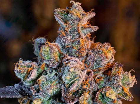 The 9 Best High Cbd Cannabis Strains To Grow This Year