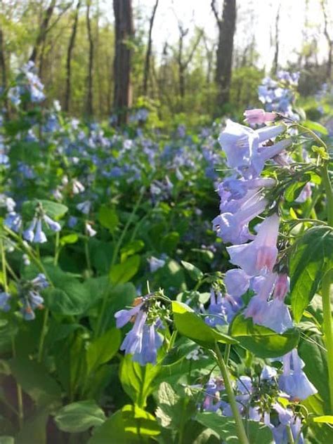 Virginia Bluebells Facts Grow And Care Growit Buildit Native