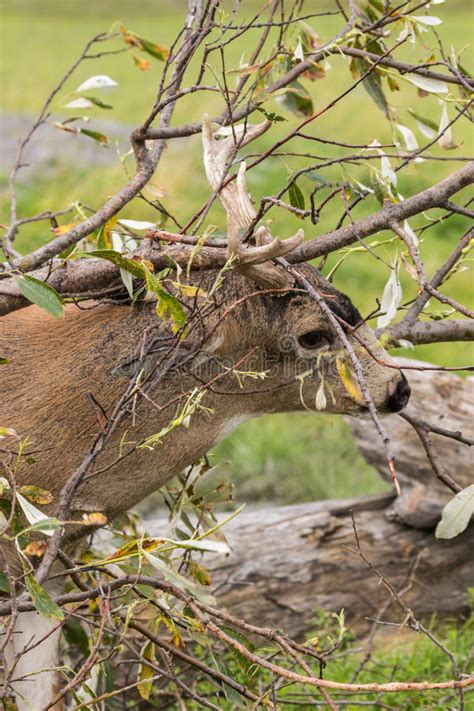 Sitka Blacktail Deer Buck Stock Image Image Of Mammal 89546631