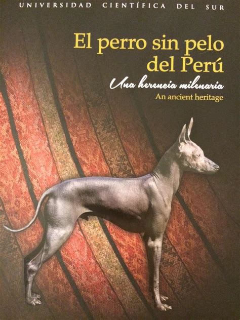 Perro Peruano Sin Pelo Constituye Parte Importante De Nuestra Identidad