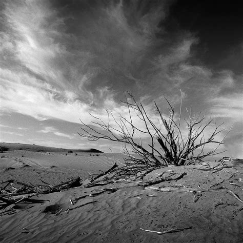 Desert Trees Christina Dimitrova Photography