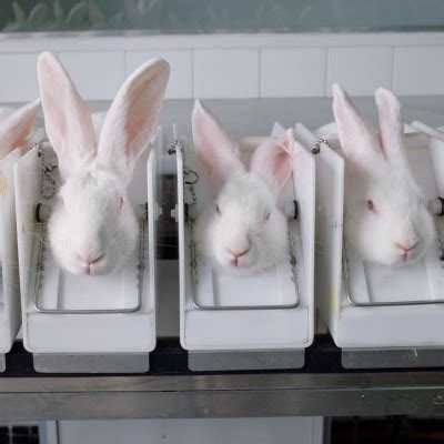 Ending Cosmetics Animal Testing | The Humane Society of ...