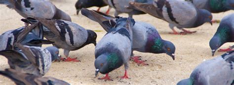 Request your free home estimate. Saginaw Bird Control, Bird Removal TX