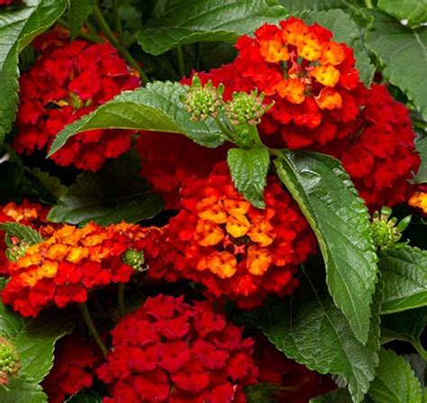 Lantana Hot Blooded Red Moss Greenhouses