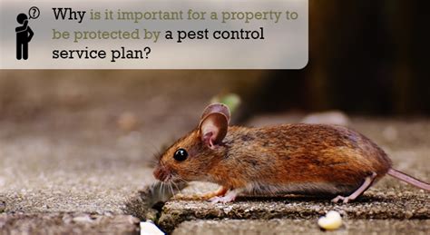 Pest control quotes should be free! Why is it important for a property to be protected by a ...