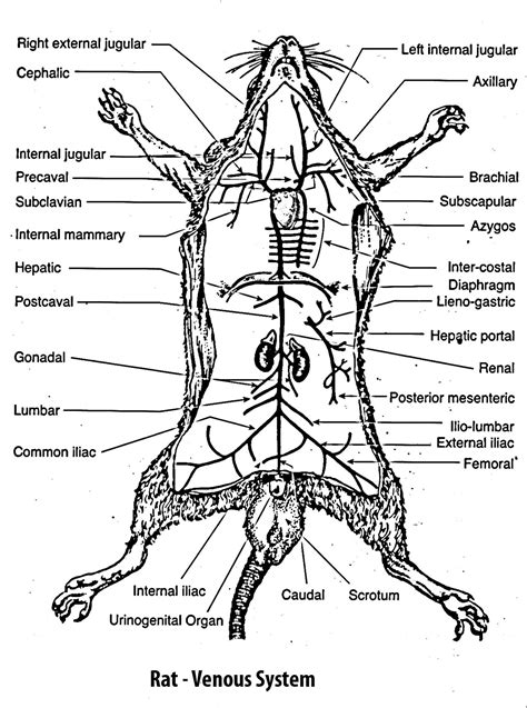 Female Rat External Anatomy