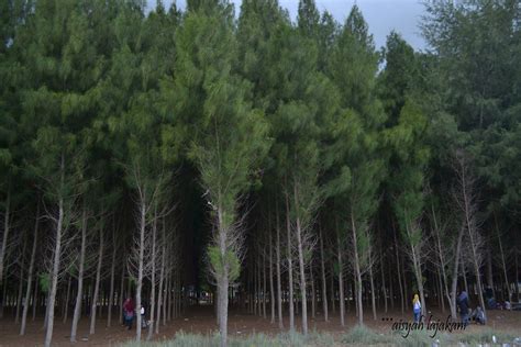 We did not find results for: Pokok Rhu | Nama saintifik pokok Rhu ialah 'Casuarina ...