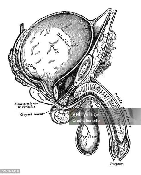 1 014 Male Reproductive Organ High Res Illustrations Getty Images