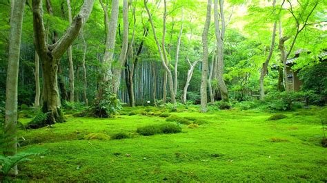 Greenery Beautiful Scenery Green Trees Background Forest Hd Nature