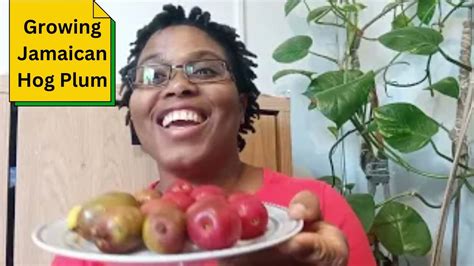 Growing Jamaican Hog Plum Youtube