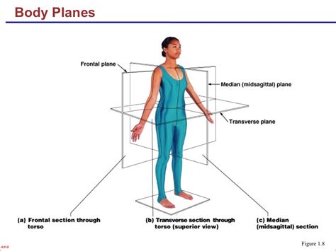 Anatomy And Physiology I Coursework Body Planes