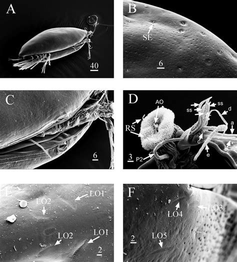 Larval Morphology Of A Recently Recognized Barnacle Chthamalus Neglectus Cirripedia Thoracica