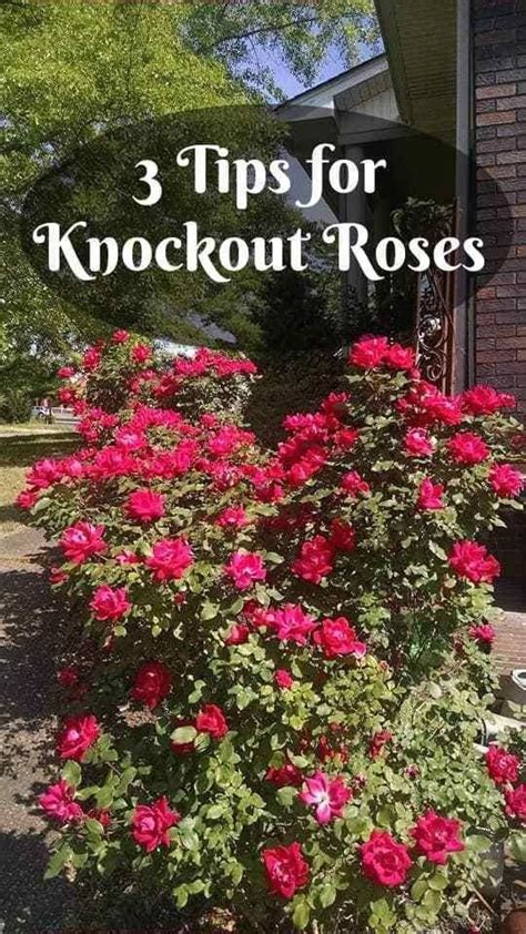 3 Care Tips For Knock Out Roses ~ Southern Gardening Gal Modern
