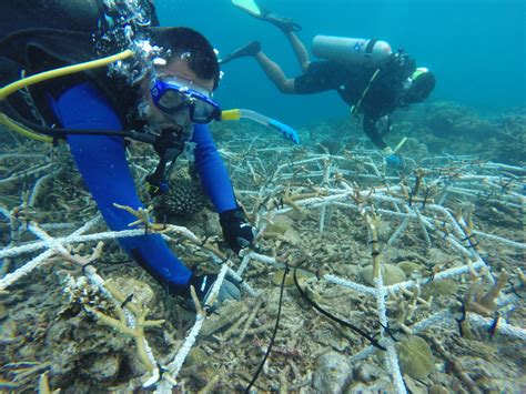 Di sisi lain, kelestarian terumbu karang di taman nasional karimunjawa saat ini semakin terancam dengan aktivitas manusia di sekitarnya, diantaranya adalah aktivitas transportasi kapal tongkang batubara. UNEP Report: Potensi Investasi Miliaran USD di Segitiga ...