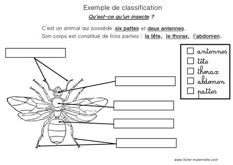 Classification Des Animaux En Maternelle Et Cp Insectes