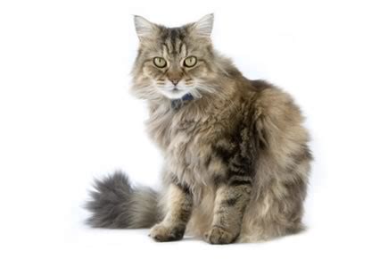 Overview, characteristics, temperament, maintenance, and photos. 60+ Very Beautiful Ragamuffin Cat Pictures And Images