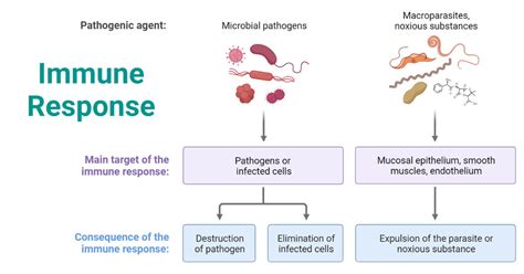 Immune Response Definition Types Factors Examples