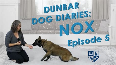 Dunbar Dog Diaries 5 Leave It Take It And Off Part 1 Youtube