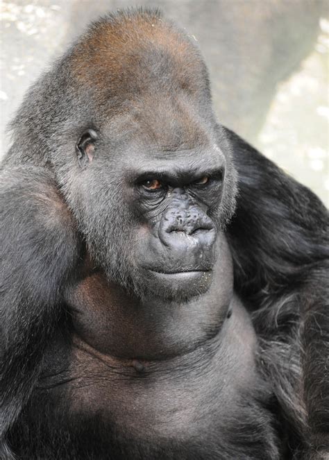 Ramar One Of Brookfield Zoos Male Gorillas Turns 50 Cbs Chicago