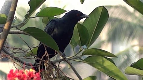Birds In Their Natural Habitat Indian Cuckoo Or Koelmale 2 Youtube