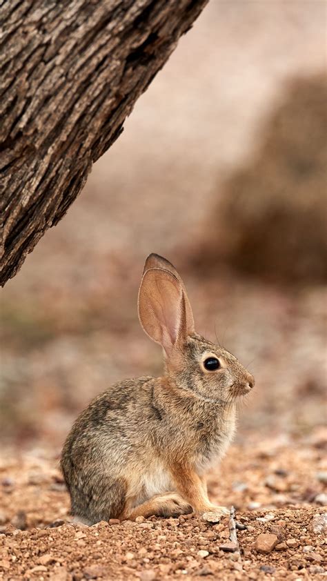 Wallpaper Fluffy Rabbit Hare Big Ears
