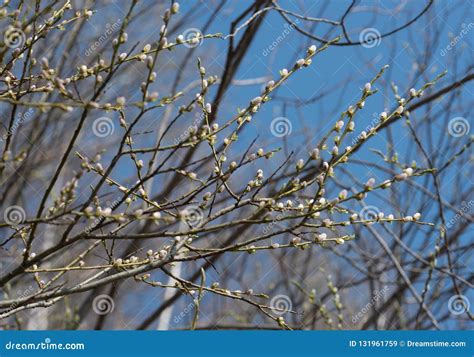 Spring Tree Buds Stock Image Image Of Forest Young 131961759