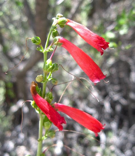 Bills Tn Paradise Desert Flowers Red Rock Canyon Nv