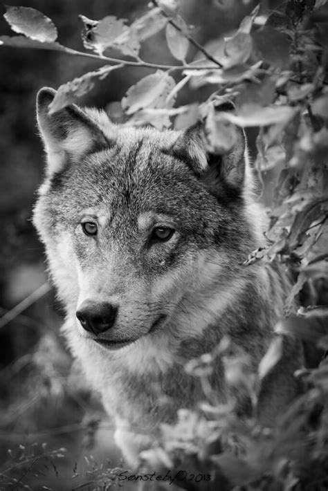 Scandinavian Gray Wolf Cecilie Sønsteby Flickr