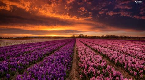 Great Sunsets Clouds Flowers Hyacinths Field Beautiful Views