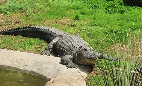 Meet Bayou The Star Of San Jose Zoos New Alligator Exhibit
