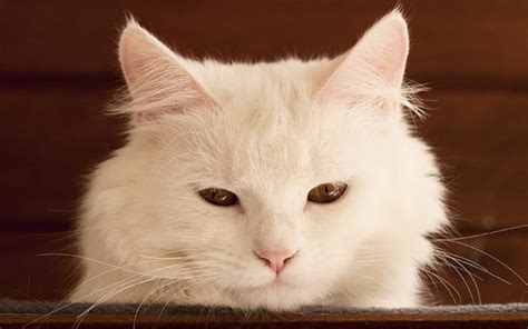 Nombres De Gatos Blancos Los 100 Mejores Nombres Para Gatos Blancos