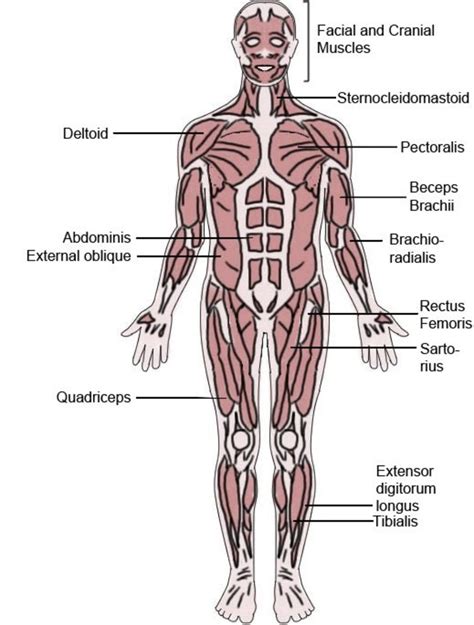 This article contains a list of human body parts names. The Latin Roots of Muscles Names | Owlcation