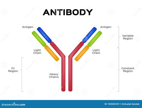 Antibody Molecule Cell Vector Antigen Stock Vector Illustration Of
